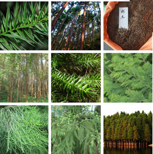 ��ɼˮɼ�N������ɼ�N����ɼ��N���~ɼ�N��ɼľ�N�ӳ�ɼ�N�Ӱ��]