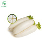 Summer four seasons of radish seeds sweet white radish seeds seeds planting and sowing pastoral agricultural agricultural farmhouse fruits and vegetable seeds