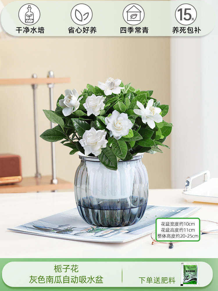 치자나무(회색 호박 자동흡수대)