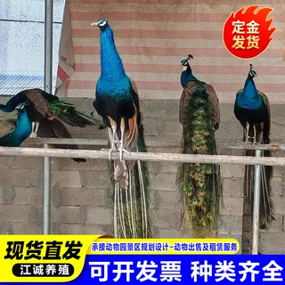 出售景区动物园观赏开屏花孔雀 脱温孔雀幼苗价格 回收白孔雀活体