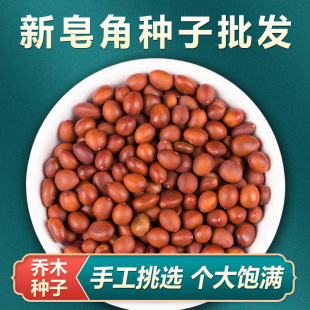 ���ǷN�Ӵ�С���������ǷN�����������ǘ���N�ӻh�ʇ������v�̘�