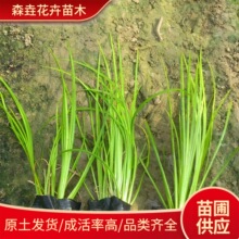 金叶佛甲草彩叶地被绿化屋顶植物 花坛色块苗工程苗 金黄佛甲草