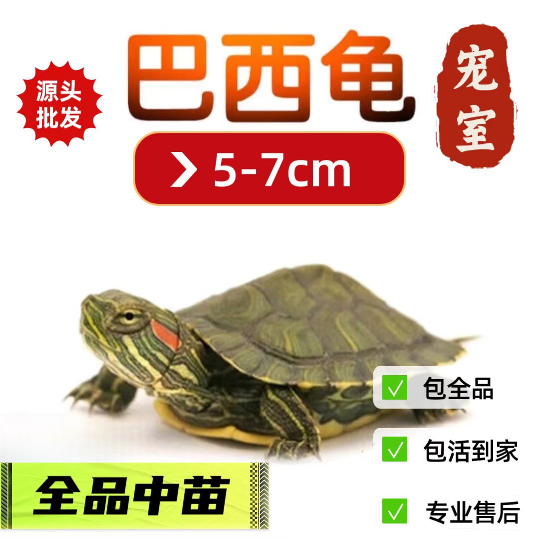 5-7cm 브라질 거북이 [핫 세일]