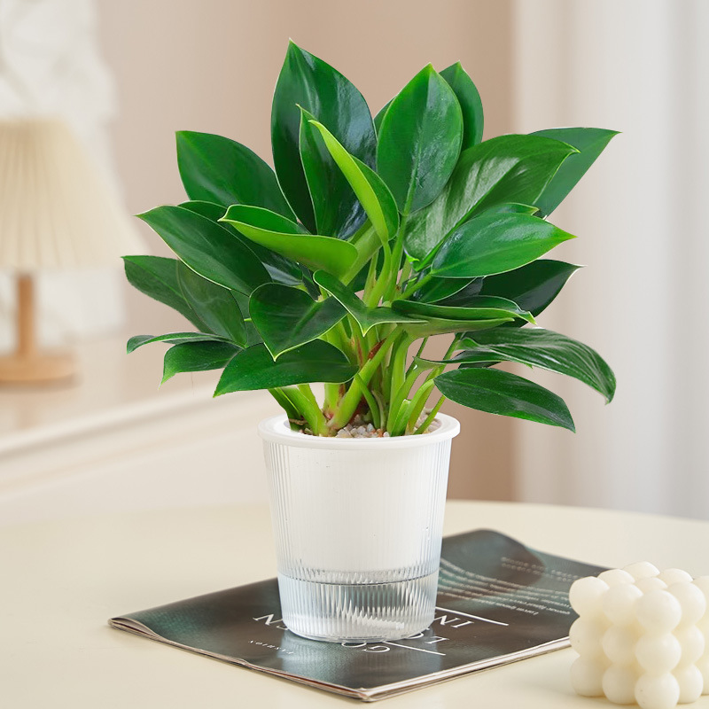 골든다이아몬드 20cm 3그루(광조수조) + 영양액