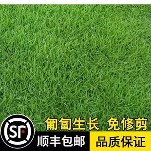 Imported Lanyin No. 3 Lawn Seeds Japanese Dwarf Brome Perennial Creeping Grass Seeds