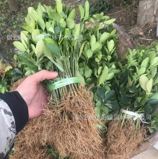 Euonymus Seedlings, Euonymus Saplings, Courtyard Greening Seedlings, Cold-Resistant Evergreen Seedlings for All Seasons, Garden Engineering Greening Seedlings
