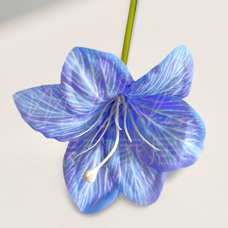 깊고 푸른색의 단일 가지 Hemerocallis
