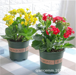 Kalanchoe Potted Double-Flowered Large Flower with Buds Golden Fox Flower Plant Indoor Flower Blooms in All Seasons and Is Easy to Maintain