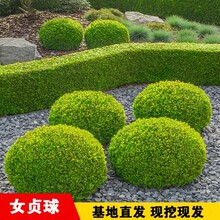 һ�����l���~Ůؑ�����ͥԺ�G�����̽��Ůؑ���Θ䳣�G��ľС�~