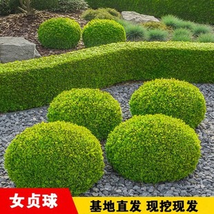 һ�����l���~Ůؑ�����ͥԺ�G�����̽��Ůؑ���Θ䳣�G��ľС�~