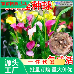 Dropshipping Colorfulful Calla Lily Bulbs Potted Imported Bulbs Perennial Indoor and Outdoor Lilies Blooming in All Seasons