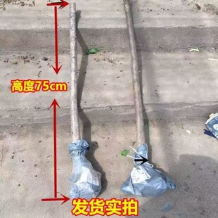 ���K�������͸������K���� ���Ե���ͥԺ�G��ѩ�_���޽ӹ�ĸ��