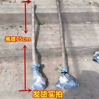 流苏树苗老油根子流苏大苗 盆栽地栽庭院绿化雪罗花嫁接桂花母本