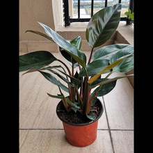�t荽�荴��~���ԾGֲ������ؾӼҴ��ͻ����ļ�������B�҃�ֲ��