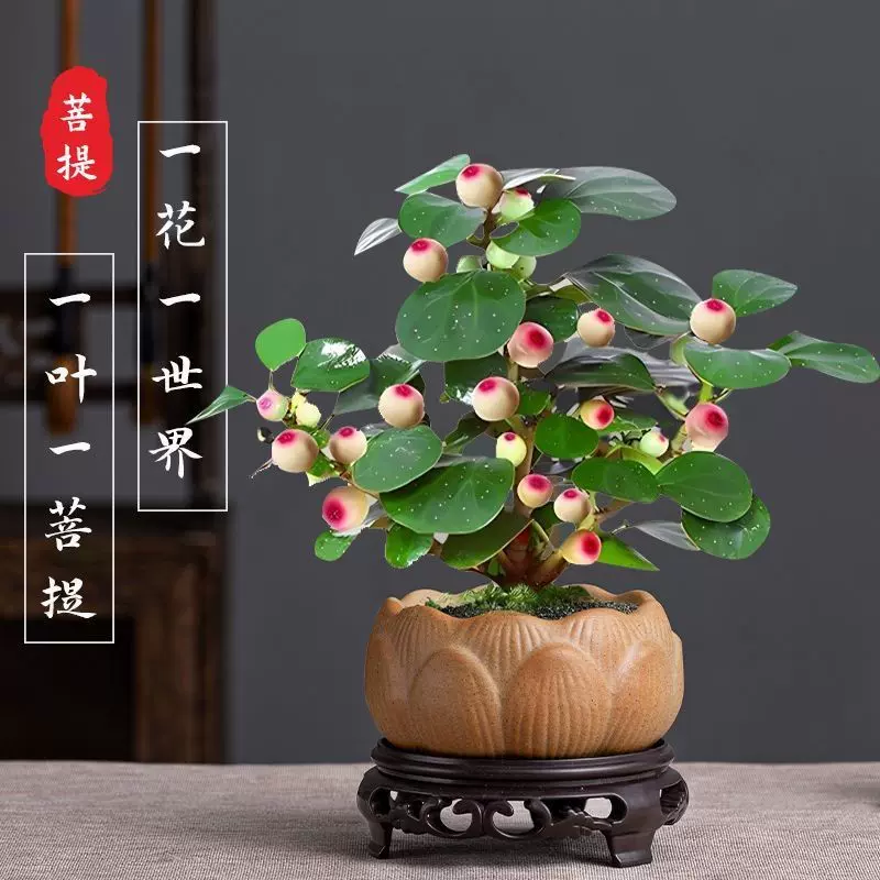 小盼菩提树水培盆栽带果苔藓球挂果室内茶台书房办公室桌面禅意叶