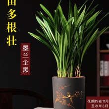 兰花盆栽墨兰企黑紫砂盆兰花室内四季好养植物客厅办公室名贵盆景