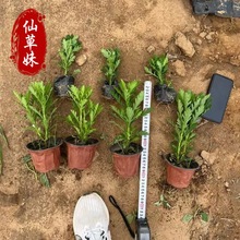 黄金菊盆栽 绿化工程木春菊杯苗 庭院多年生耐寒耐热茼蒿菊花海