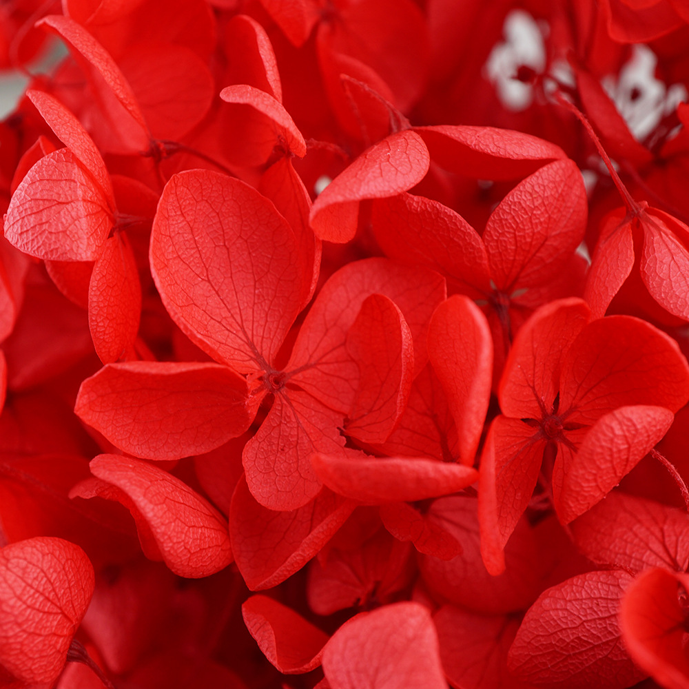 Hortensia Preservada A+ Anna, Flor Seca de Hortensia de Hoja Pequeña, 20g en Caja, Fabricante de Hortensias, Material Floral al por Mayor para el Día de San Valentín