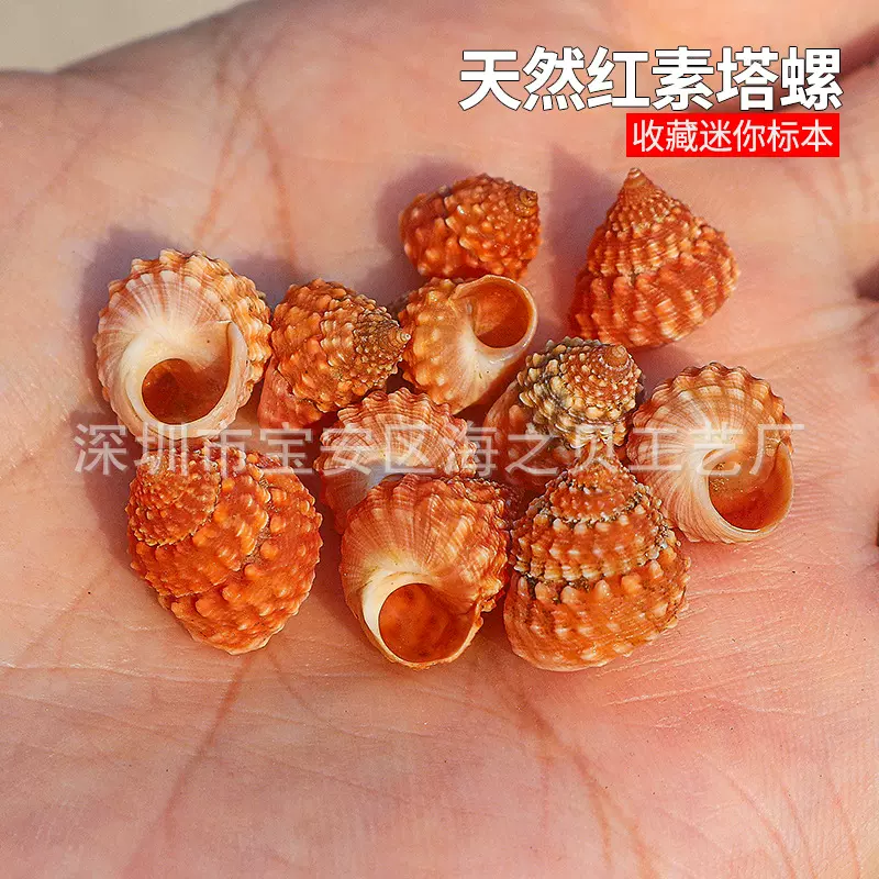 金塔玉黍螺天然贝壳海螺批发鱼缸造景收藏标本微观景红素小红塔螺