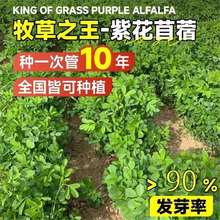 Mڴ~ϻٲݷNޣ͟ͺuZiţ~ݷN