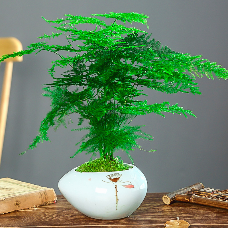 연잎 도자기 화분 [중화분 아스파라거스] 뿌리 파우더 포함