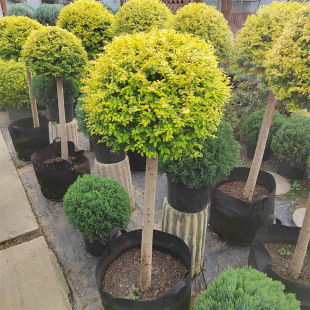 ����Ůؑ�����ǻ���ֲ�ﴨ��Ϟ���{���ؙ���֮������Ůؑ�ļ�����