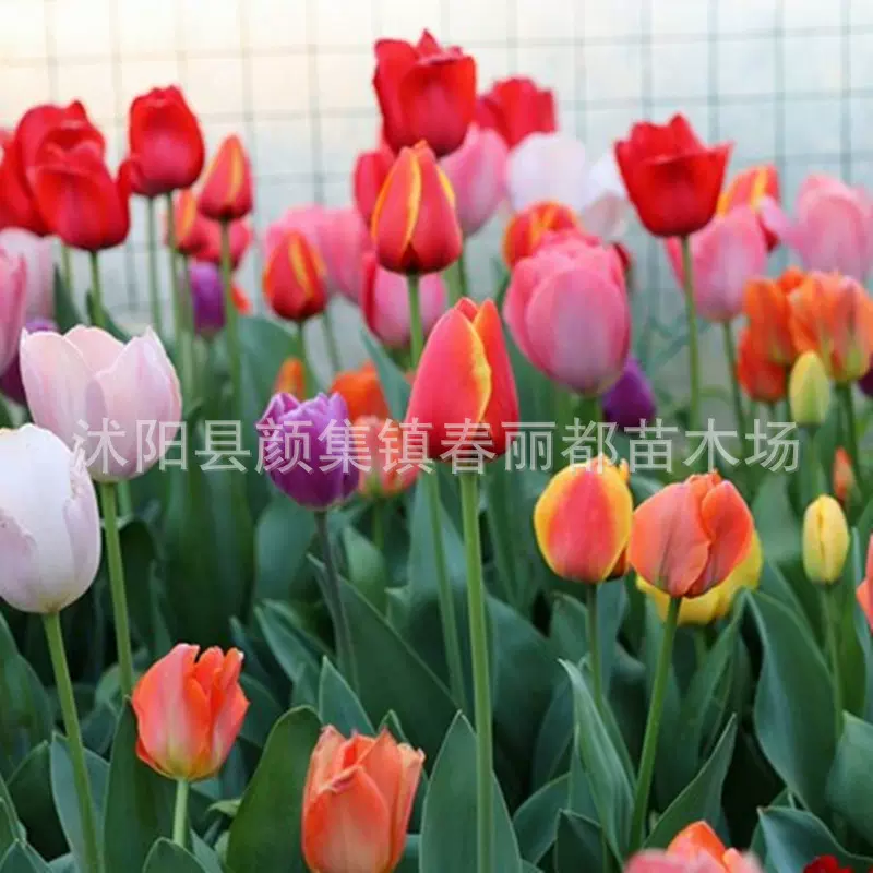 跨境线下实体批发进口郁金香种球秋冬耐寒花卉盆栽土培水培种子
