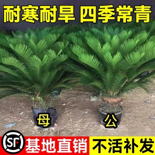 �F������С������辰�K�F�_����ĸһ���T�ڿ͏d�҃ȾGֲ���Bֲ��