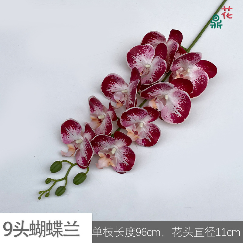 9 phalaenopsis GFG #11 화이트 코어 핑크 레드