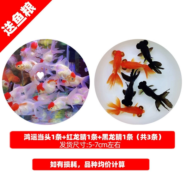 Premium goldfish value package (good luck 1 red dragon eye 1 black dragon eye 1) + fish food