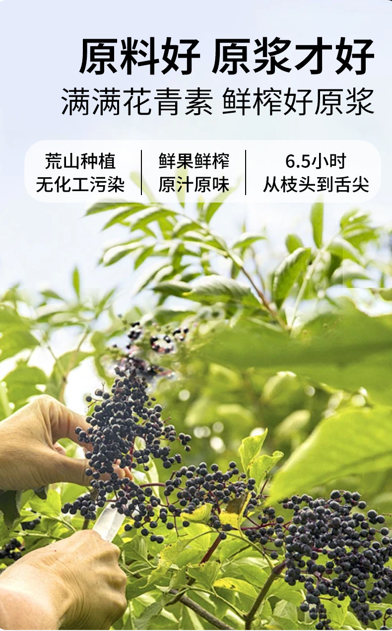 Black Goji Berry Puree Juice Sachets Ready to Eat Herbal Drink 30ml x 10 specifications