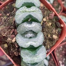 大鹏玉扇Haworthia truncata 'da peng’多肉植物批发