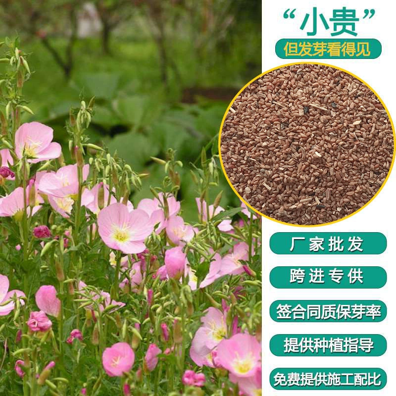 Открытый Сад Цветок Морской Цветок Поле Живописный Район Ежегодный морозостойкий и засушливый Красивые Вечерние Семена Цветов Примулы