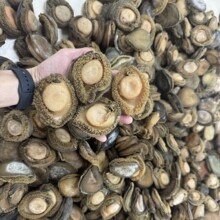 精品正南非大吉品溏心鲍足干老鲍肉厚3-4-5头酒店楼私房菜食材批