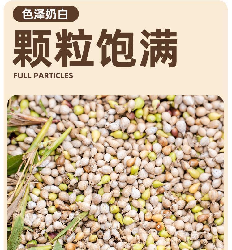 Roasted Coix Seed Yi Mi Ren 100g Dried Job's Tears for Herbal Tea and Soup quality and texture