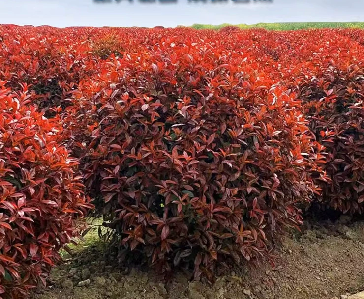 Дропшиппинг красных цветочных шаров из самшита, шаров из красного листа самшита, саженцев, самшита, букса, золотистого самшита, лигуструма, садовых растений.