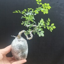 批发对节白蜡造型小盆景带土老桩黄杨红枫室内阳台办公室盆景薇妍