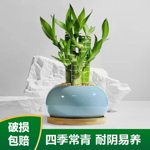 �Ĳ���ֲ���������ԌW�I�M�����B���F��Gֲ�ļ������҃��k�����B