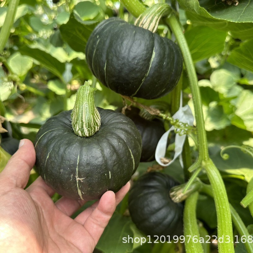 2025-06-07 21:59:35.jpg