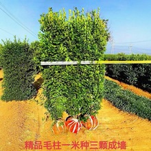 hʘֲ౱~Sļ๤̾G綬