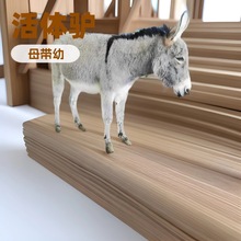 驴活体宠物驴小型小毛驴出售迷你活物驴苗景区庄园观赏出售回收