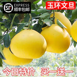 玉环文旦柚苗嫁接柚子苗文旦柚子树苗当年结果地栽南北方种果树苗