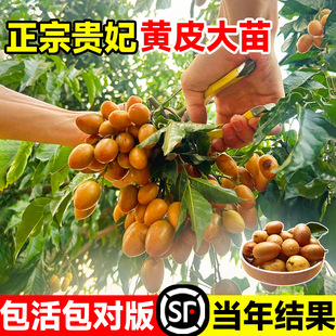 Guifei Huangpi Seedlings Are Authentic Guangxi Pure Sweet Fruit Saplings with Soil and Leaves for Planting in Pots and Courtyards in the North and South