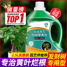 发财树专用营养液黄叶枯叶烂根专用药植物肥料专用肥室内盆栽通用