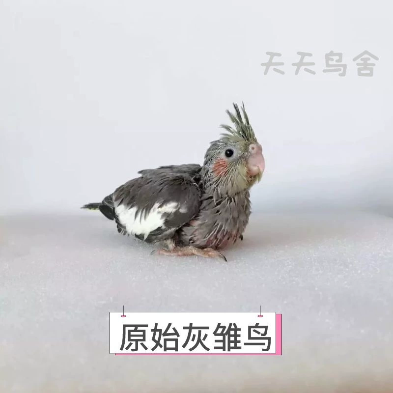 Цыплята попугая Xuanfeng, молодой попугай, оригинально серо-желтый, ручное выращивание, ферма, прямоволосое разведение, бесплатная доставка