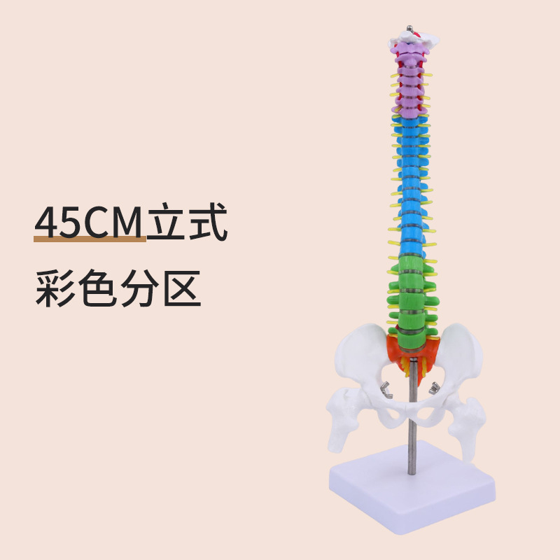 45CM���弹�������輰�ɹ�ģ�� ���񾭹Ǽܼ�����׵ģ�� ҽѧ��ѧ