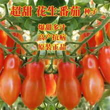 花生柿子种子花生番茄种籽超甜圣女果小西红柿种庭院阳台四季盆栽