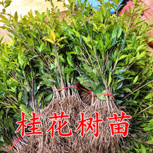 绿植桂花金桂苗八花树苗好养的苗原生植树节绿化苗浓香型