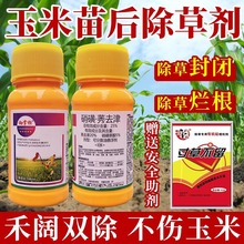 玉米地除草专用剂玉米苗后专用除草剂硝磺莠去津护苗型不伤玉米苗
