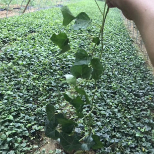 ���l�@�־G���������ٱ�ֲ�ﳣ�����L�����糣����